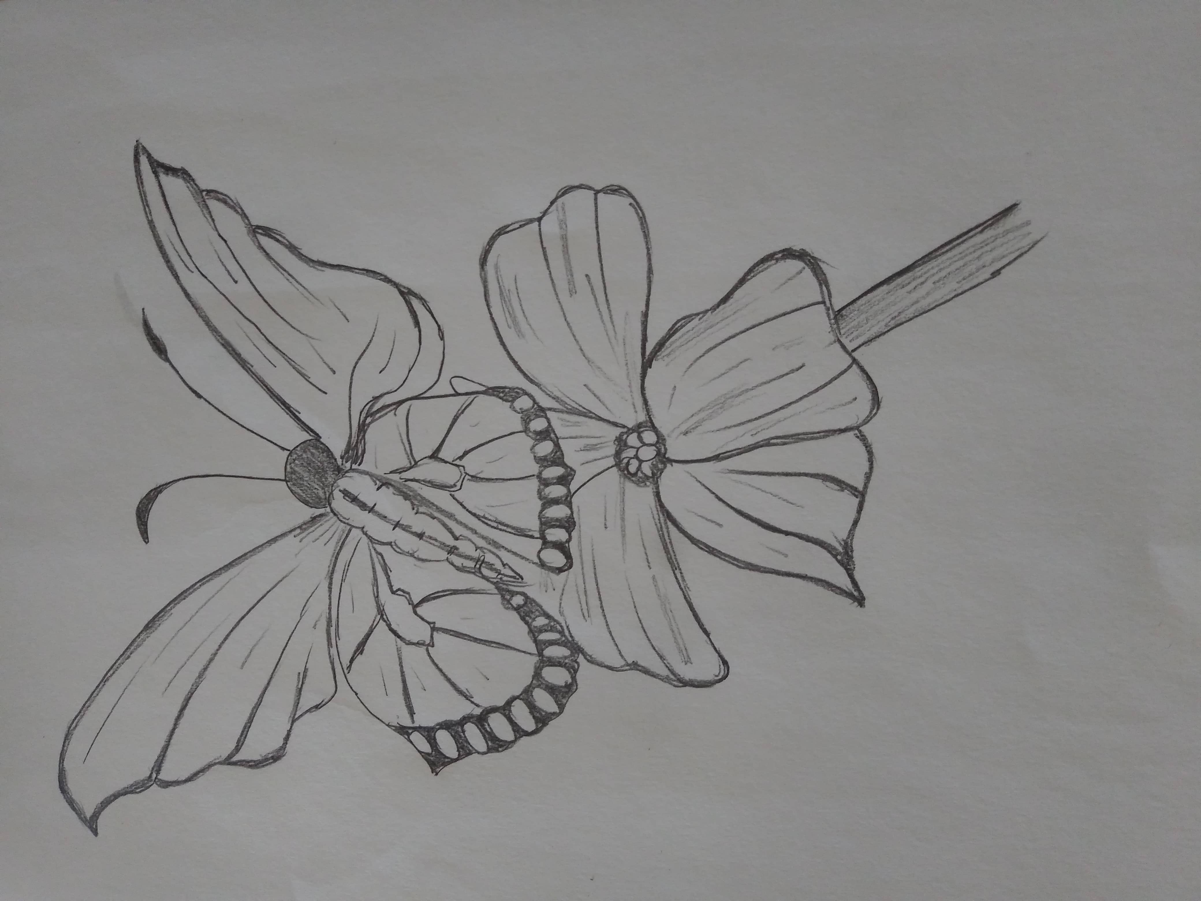 Butterfly on a flower